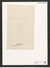 Plagiotropis gibberula (de-Toni-Nr.: Genus 30) Zeichnungen Sammlung Grunow (NHMW-BOT-W0369819)